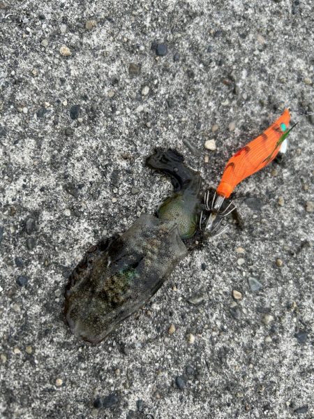 エギングシーズン