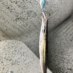 太刀魚釣りたい