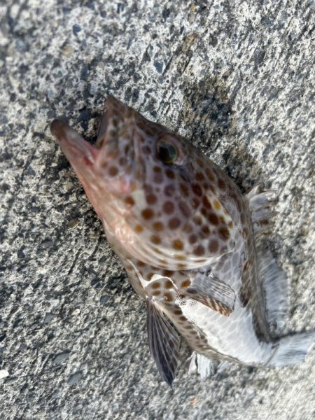 いろいろ楽しい