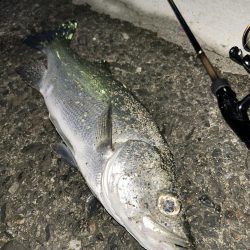 セイゴとチヌ子