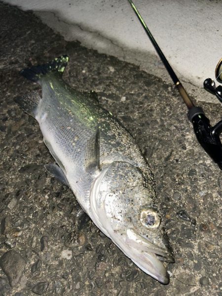 セイゴとチヌ子