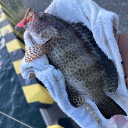 オオモン&ガッシー