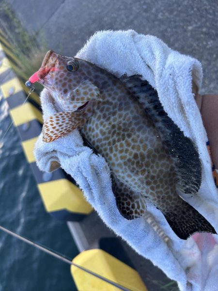 オオモン＆ガッシー