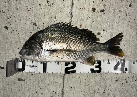 キビレにセイゴ！