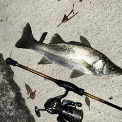 クリアでもセイゴ！