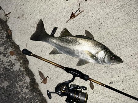 クリアでもセイゴ！