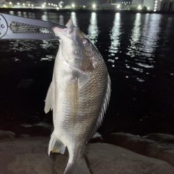 まさかのキビレ