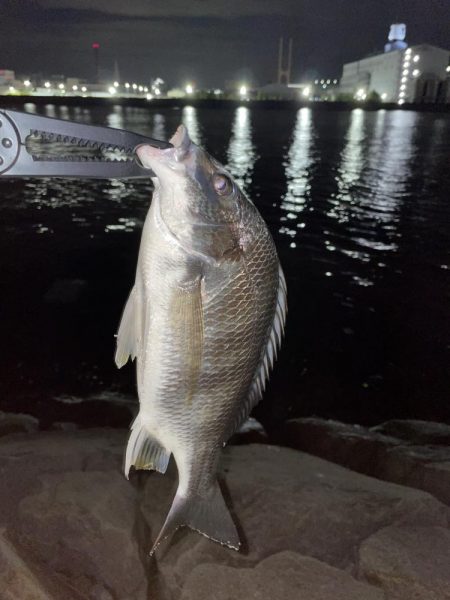 まさかのキビレ