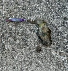 タチウオを求めて