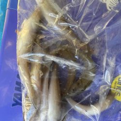 久々のキス釣り