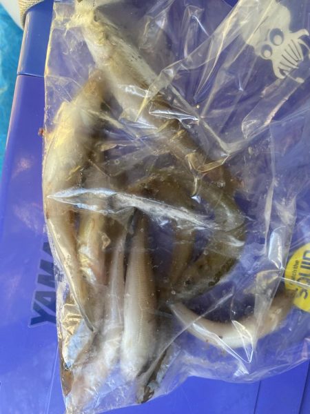 久々のキス釣り