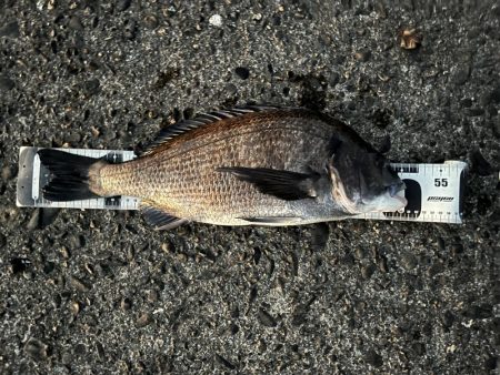 夕まずめサイト黒鯛