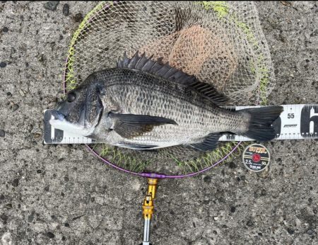 サイト黒鯛練習