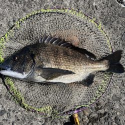 日中スケスケ黒鯛