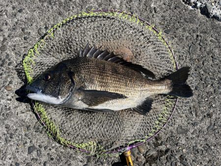 日中スケスケ黒鯛