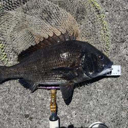 ヘチさぐる黒鯛