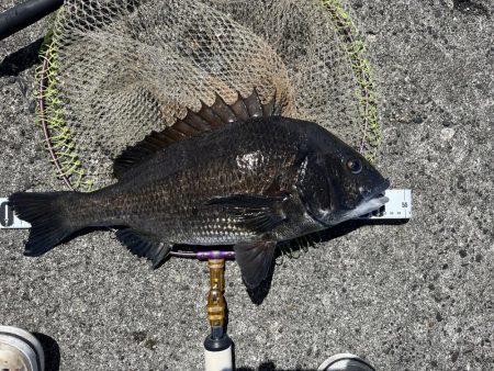 ヘチさぐる黒鯛