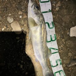 キビレに始まり歳無しで終わる