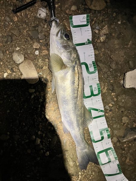 キビレに始まり歳無しで終わる