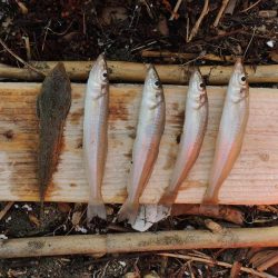 キス釣り　猛暑で苦戦