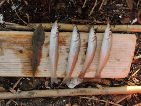 キス釣り　猛暑で苦戦