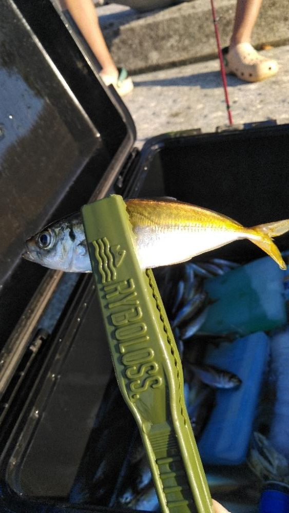 ファミリーフィッシング