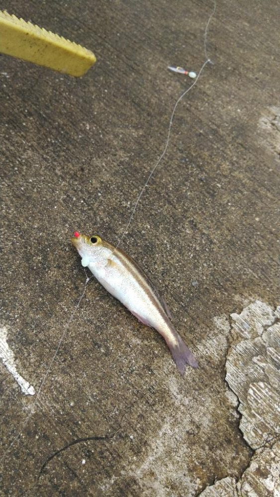 夏休み最後の釣り