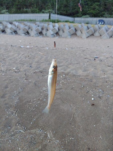 無理はきんもの！