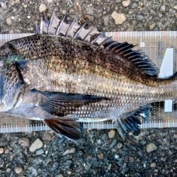 ぶら河川岸壁調査!