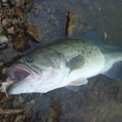夏のバスフィッシング