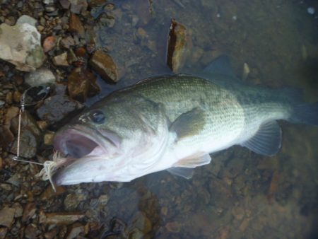 夏のバスフィッシング