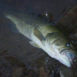 減水続き　その２