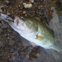 スピナベでバス