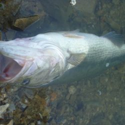 濁りバス その２