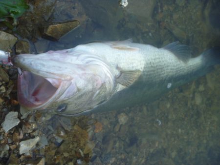 濁りバス その２