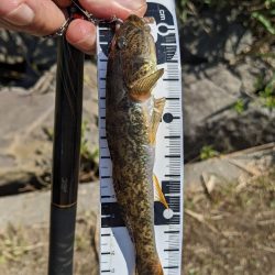 旧中川 ハゼ 今季は難しい