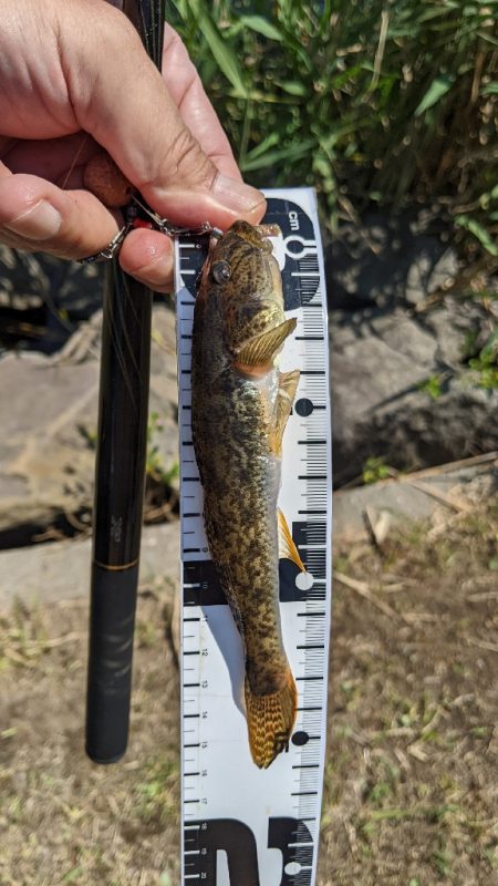 旧中川 ハゼ 今季は難しい