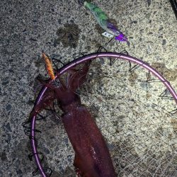 4目ライトゲーム