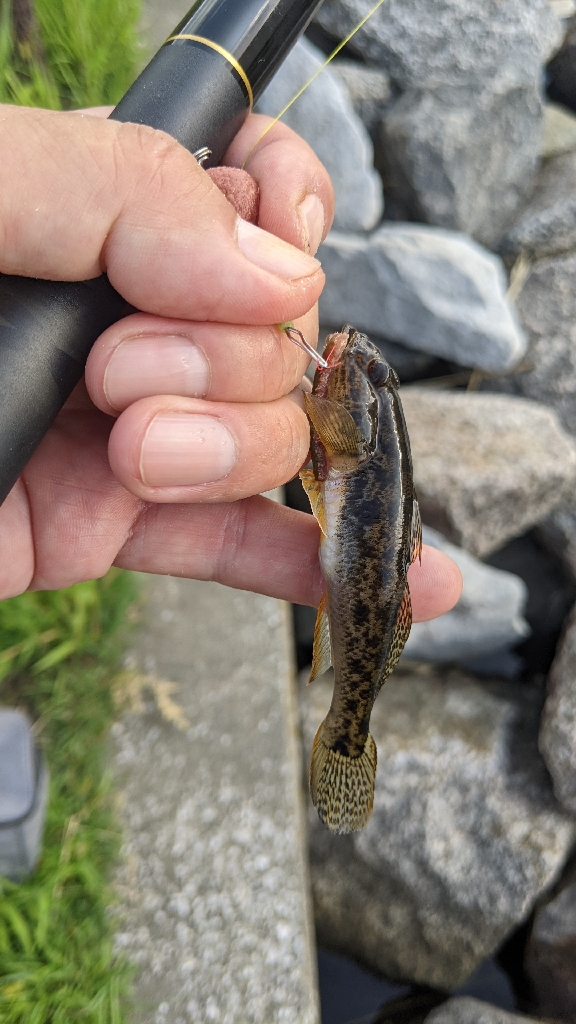 旧中川 ハゼ釣果