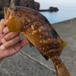 陸っぱり釣行記