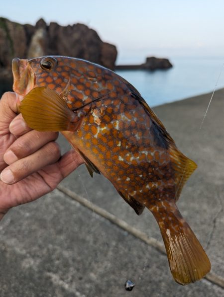 陸っぱり釣行記