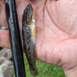 旧中川ハゼ 型揃い