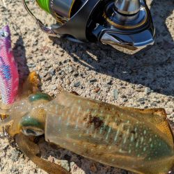 エギング、ハタゲーム