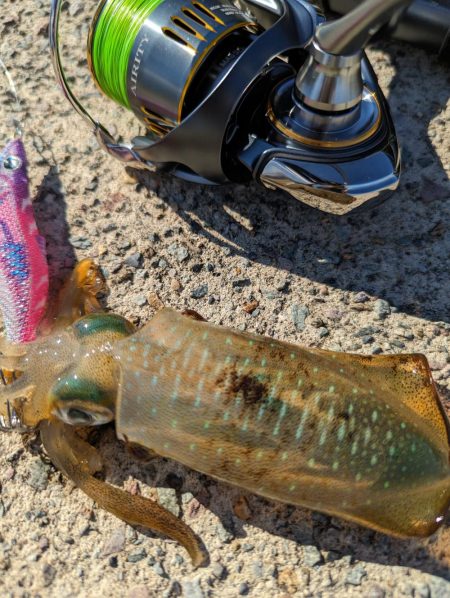 エギング、ハタゲーム