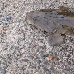 サーフでのマゴチ。