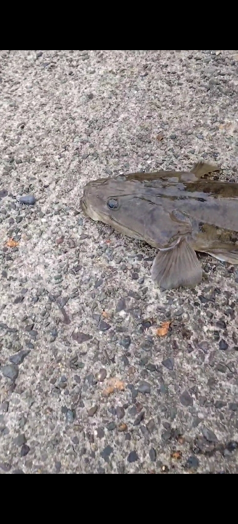 サーフでのマゴチ。