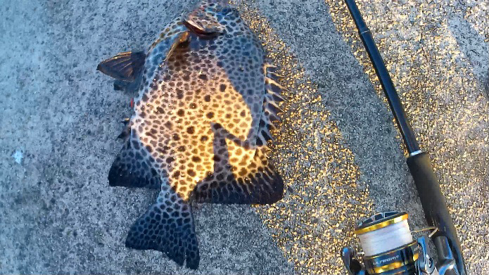 エギングタックルでかぶせ釣り!