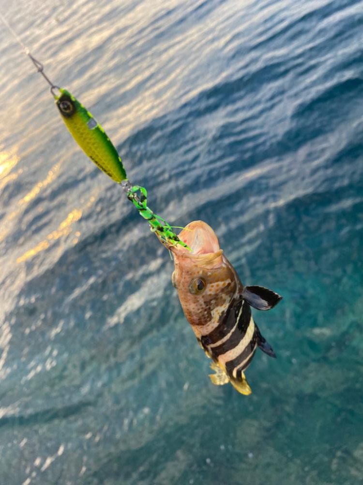 アジング不発 ロックフィッシュ狙い