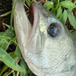 全く引かない！