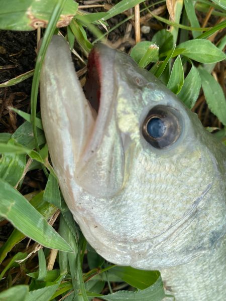 全く引かない！